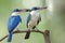 Fascinated blue birds perching together during breeding season found in mangrove forest in Thailand