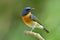 fascinated blue orange bird proudly perching on thin wood in soft background, Chinese blue flycatcher Cyornis glaucicomans