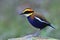 Fascinated and colorful bird perching on mossy rock in its habitation environment, male Malayan Banded Pitta