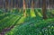 Fascinated forest with white flowers.