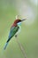 Fascinated green wing, brown head, blue chin with sharp tail and bills calmly perching on thin branch over blur soft background