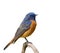 Fascinated orange and blue bird perching on wooden branch isolated on white background, male of Blue-fronted Redstart