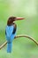 Fascinated velvet blue bird with brown head and bright red beaks sitting on curve stick over fine blur green environment, white-