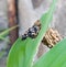 A fascinating camouflaged caterpillar in the caribbean