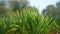 Fascinating capture shot of Sprouting plants of Wheat in the morning time. Triticum Green grass close-up on agricultural fields