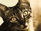 Fascinating Cat in Sepia Portrait - Close -up