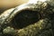 The fascinating depths of crocodiles eye