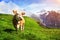 Fascinating landscape with a cow in the mountains in the mist of