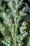 Fascinating macro shot of frozen coniferous plant with icy drops