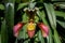 Fascinating Paphiopedium Orchid closeup.