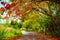 Fascinating road under the shadow of blooming Delonix Regia tree, that leads to Pico Isabel de Torres, Dominican Republic