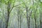 Fascinating scenic green beech tree tips forest