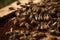 The Fascinating World of Bee Colonies: Exploring Life Inside a Beehive