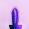 Fashion abstract cactus on pastel background. Neon light summer nature layout. Vibrant gradient glow on exotic plant. Minimal pop