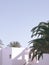 Fashion Canarian minimal tropical location. Palm tree and summer shadows. Travel aesthetic stylish wallpaper