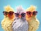 Fashion chicken sunglasses looking hen easter joke eye farming background head poultry bird red concept animal