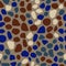 Fashion colored cobblestone seamless pattern