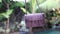 Fashion luxury snakeskin python handbag in motion on a tropical garden background. Bali island.