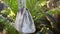 Fashion luxury snakeskin python handbag in motion on a tropical garden background. Bali island. Big white bag.