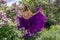 Fashion Model in Lilac Flowers, Young Woman in Beautiful Long Dress Waving on Wind, Outdoor Beauty Portrait in Blooming