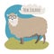 Fashion sheep with glasses in a green meadow. New zealand animals.