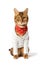 Fashionable Bengal cat in a white shirt and neckerchief on the background