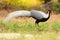 Fashionable bird,walking in field early morning.