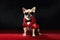 Fashionable Chihuahua in a red dress and sunglasses. Generative AI