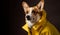 Fashionable corgi dog wearing yellow rain coat, looking at blank empty copy space, studio shot.