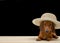 A fashionable dachshund hunting dog lies in a wide-brimmed summer designer hat on a black background.