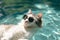 A Fashionable Feline Relaxing In A Tranquil Pool While Wearing Sunglasses