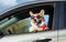 Fashionable funny ginger Corgi dog puppy in sunglasses leaned out the car window on the road during the trip