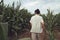 A fashionable guy is walking in a cornfield. Sunny day outside the city