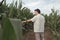 A fashionable guy is walking in a cornfield. Sunny day outside the city