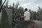 A fashionable guy is walking in a cornfield. Sunny day outside the city