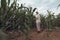 A fashionable guy is walking in a cornfield. Sunny day outside the city