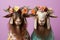 Fashionable happy goats posed on solid pastel color background with copy space for text