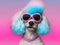 Fashionable poodle pet dog wearing sunglasses