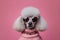A fashionable poodle pet dog wearing sunglasses in the studio. Generative ai
