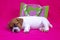 Fashionista puppy jack russell terrier girl sleeping on a pink coverlet near a felt bag. Glamorous background. Going on a trip