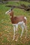 Fast alert antilope gazelle
