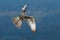 Fast bird in the fly. Lanner Falcon, bird of prey flying in nature with forest in the background. Action wildlife scene from