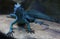 A fast blue lizard seen from the front