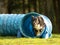 Fast Border Collie dog is running through an agility tunnel. Training for a sports competition