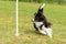 Fast border collie dog runs around a bar