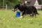 Fast Border Collie dog runs around a cone