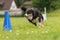 Fast Border Collie dog runs around a cone