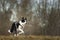 Fast border collie is running with his drag line across a meadow in snowless winter from blurred forest background
