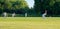 Fast bowling. Cricket on the green. Village cricket. UK.