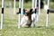 Fast and crazy tricolor papillon running agility course